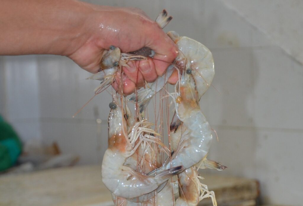 Desciende producción camaronera en comparación de hace 10 años