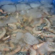 Bajas capturas de especies marinas por sobreexplotación y cambio climático