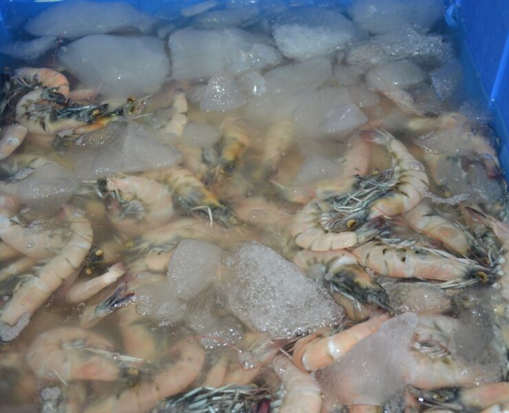 Bajas capturas de especies marinas por sobreexplotación y cambio climático