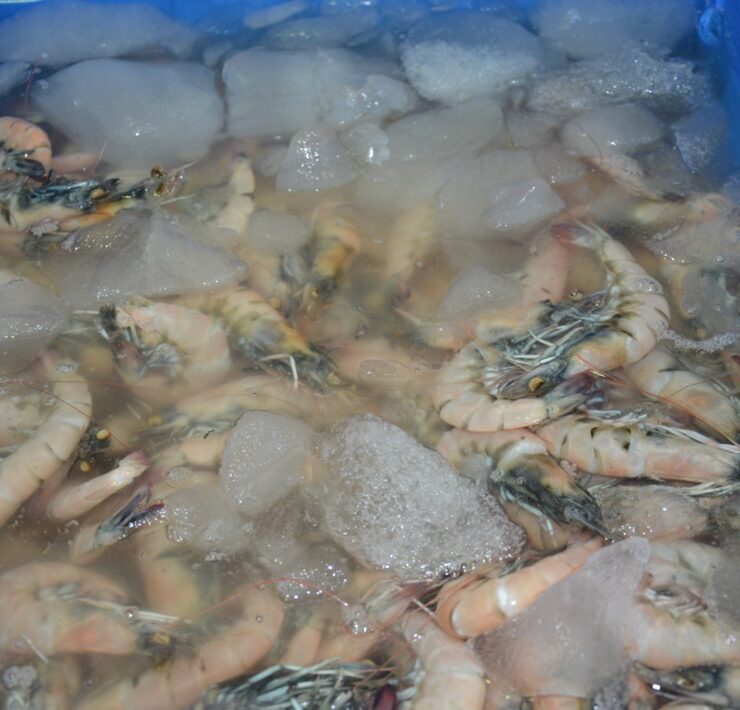 Bajas capturas de especies marinas por sobreexplotación y cambio climático