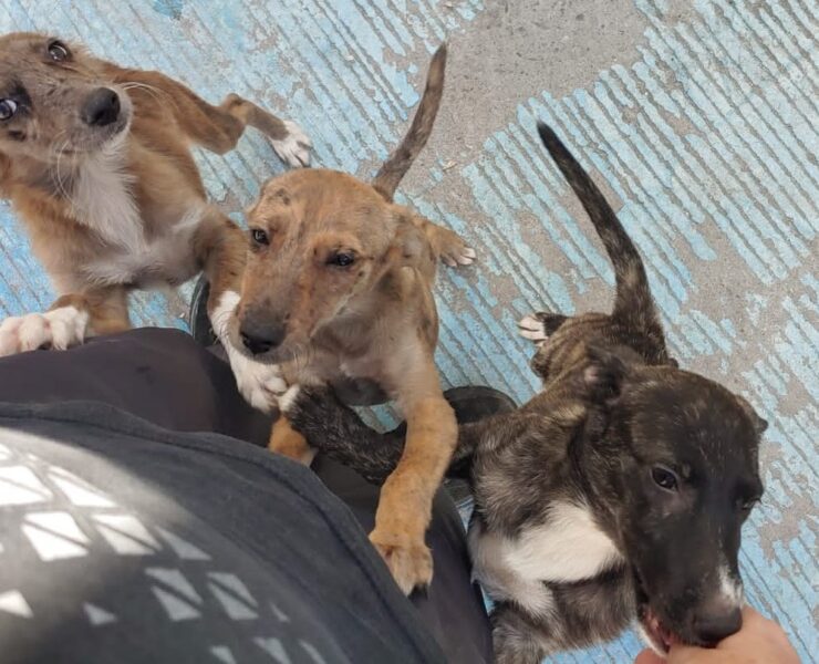 Poco personal en la Vicefiscalía de maltrato animal