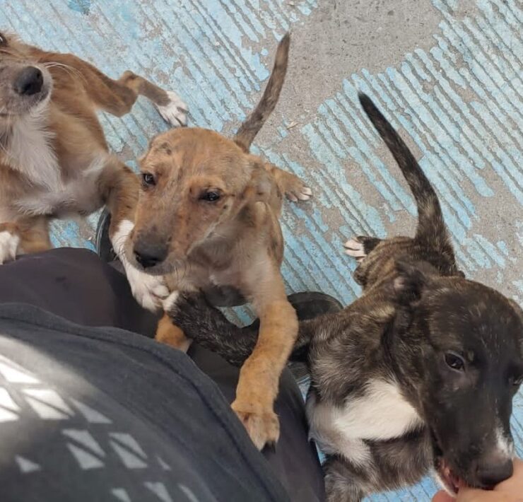 Poco personal en la Vicefiscalía de maltrato animal