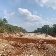 Ganadería y Tren Maya han desplazado el hábitat de especies nativas