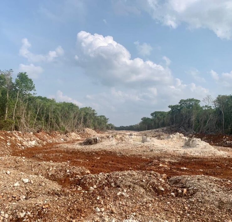 Ganadería y Tren Maya han desplazado el hábitat de especies nativas