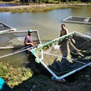 Insuficiente producción de mojarras para cubrir la demanda de Semana Santa