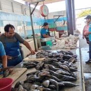 La Copriscam realiza verificación sensorial en pescados y mariscos