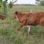 Temperaturas altas afectan al hato ganadero de Atasta
