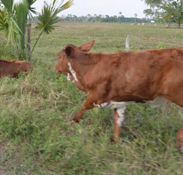 Temperaturas altas afectan al hato ganadero de Atasta