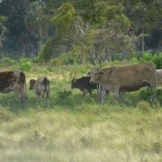 Se agudiza el robo de ganado en Atasta