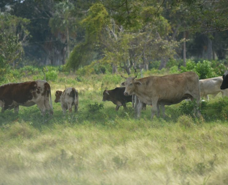 Se agudiza el robo de ganado en Atasta