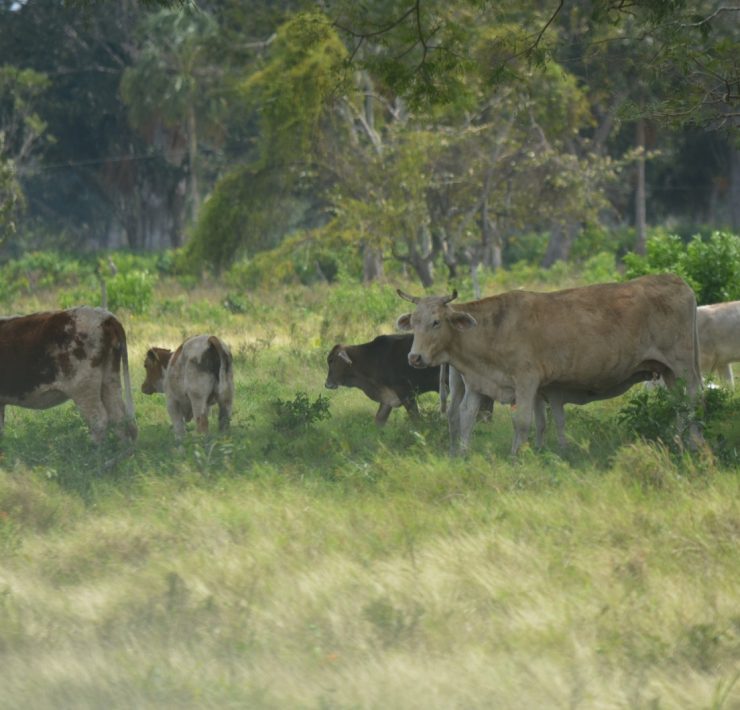 Se agudiza el robo de ganado en Atasta