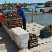 Conapesca irá contra ostioneros piratas
