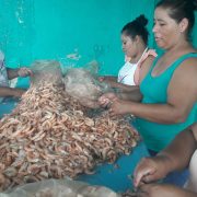 Veda de camarón afecta a mujeres que realizan el proceso del producto