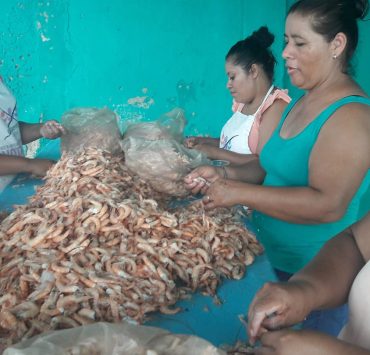 Veda de camarón afecta a mujeres que realizan el proceso del producto