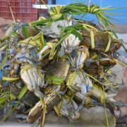 Desciende captura de jaiba por altas temperaturas