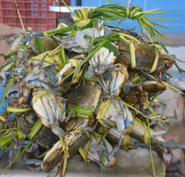 Desciende captura de jaiba por altas temperaturas