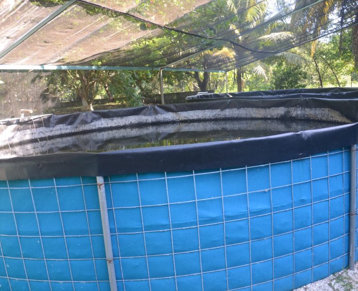 Avance en proyectos acuícolas y avícolas