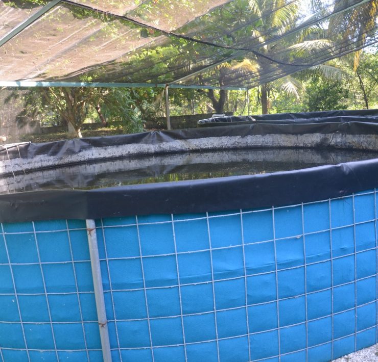 Avance en proyectos acuícolas y avícolas