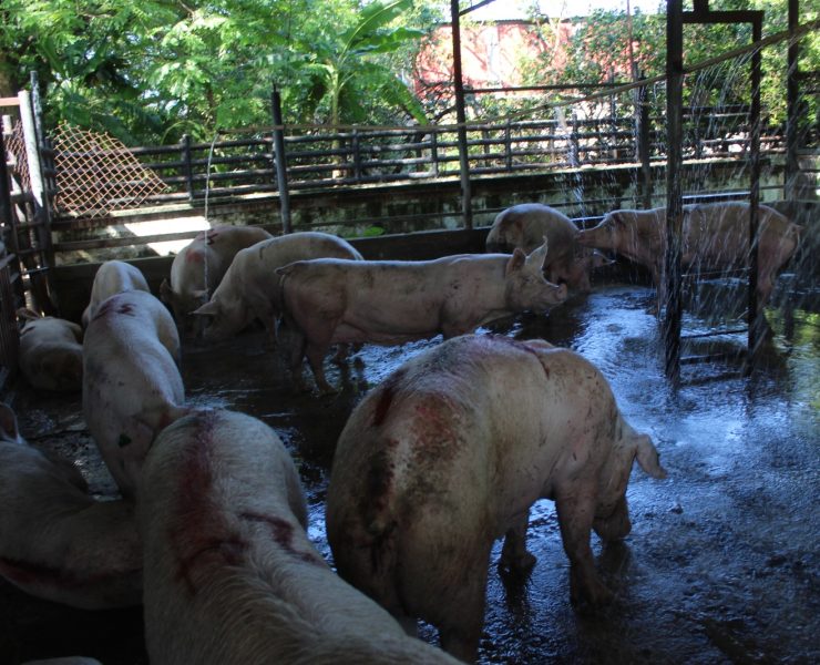 Rastro municipal sin mantenimiento