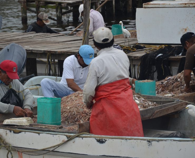 Veda de camarón entra en el mes de mayo
