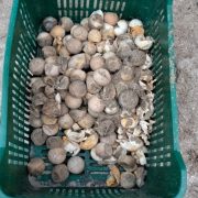 Campamentos tortugueros carecen de recursos económicos