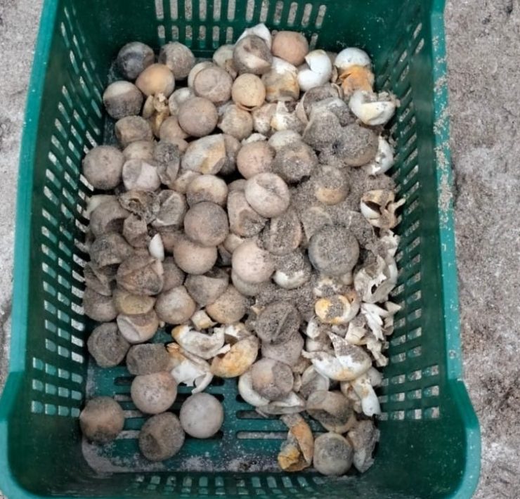 Campamentos tortugueros carecen de recursos económicos