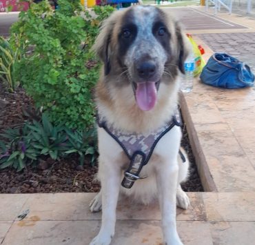 Hay que mantener hidratadas a las mascotas ante las altas temperaturas