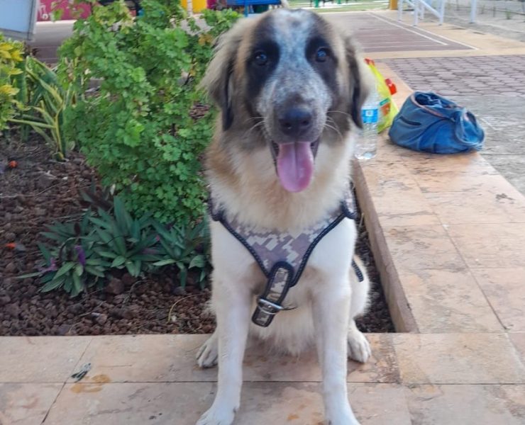 Hay que mantener hidratadas a las mascotas ante las altas temperaturas