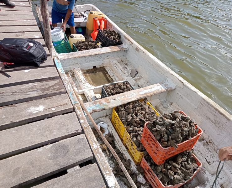 Autoridades no contrarrestan la explotación de bancos ostrícolas