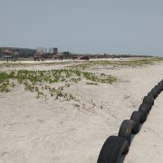 Zofemat contribuye a la depredación de las tortugas marinas