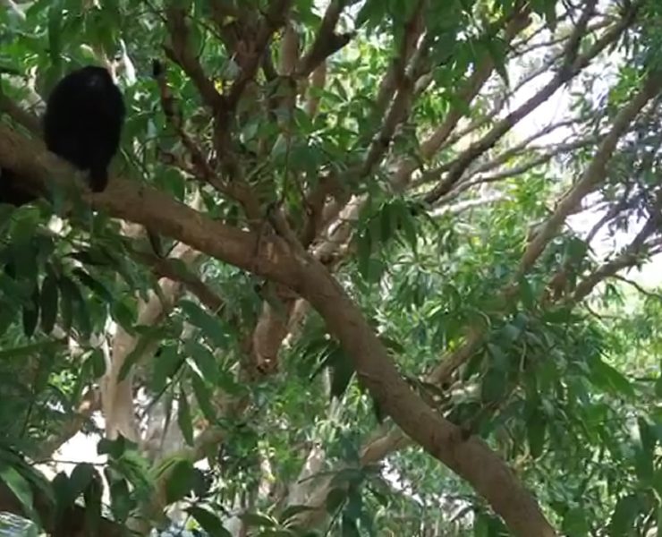 En riesgo población de monos aulladores en Atasta