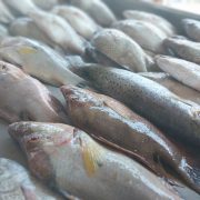 Recomienda IMSS Campeche