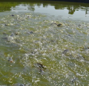 Mueren peces en Atasta