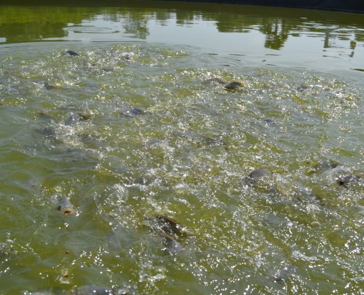 Mueren peces en Atasta