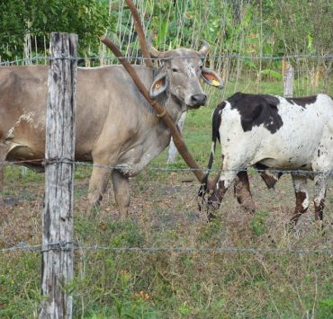 Altas temperaturas afecta hato ganadero y cultivos