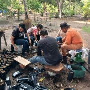 Grupo ambientalista busca germinar 10 mil plantas de árboles