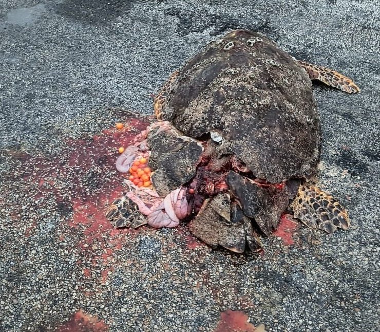 Vehículos atropellan a tortugas marinas