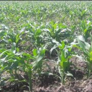 Lluvias favorecen al agro campechano