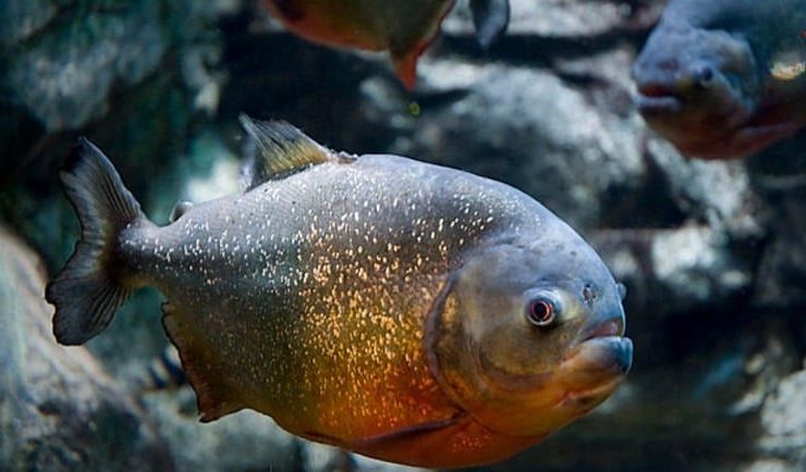 Descubren una nueva especie de piraña