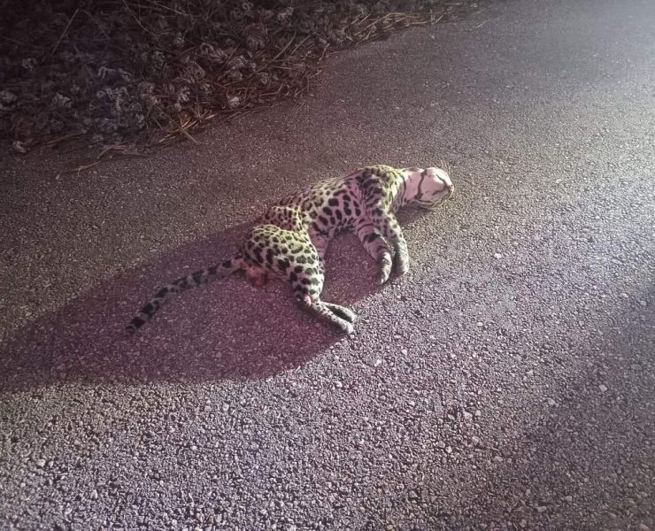 Autobús arrolla y mata a jaguar en Kalakmul