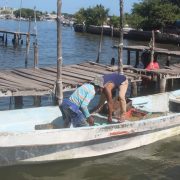 Pescadores libres no respetan la veda de camarón