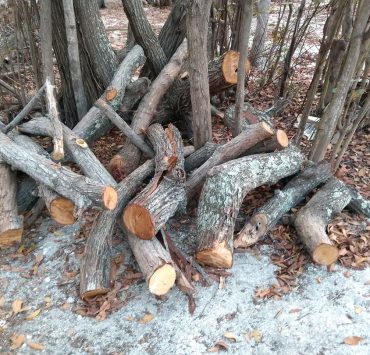 Devastan mangles en Punta Zacatal