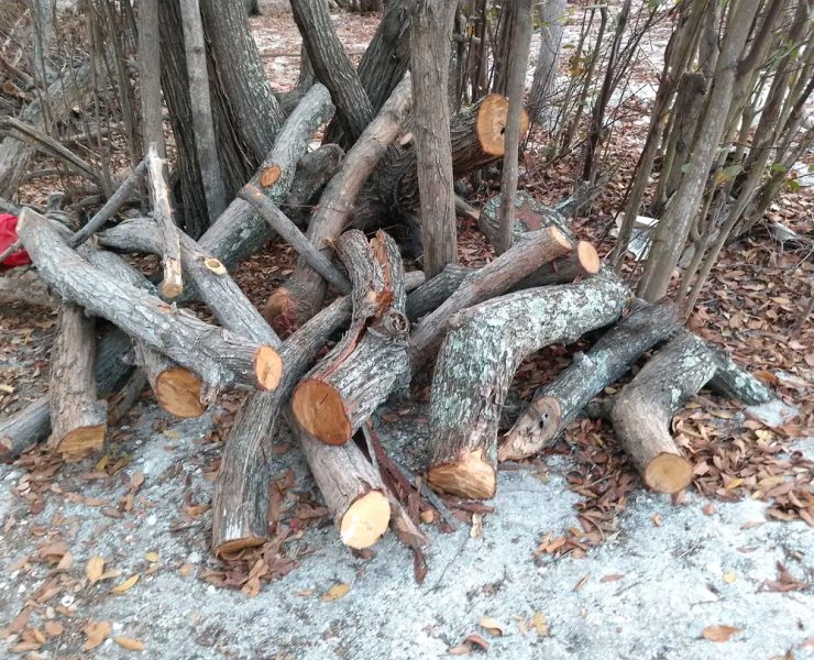 Devastan mangles en Punta Zacatal