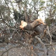 Profepa y Conanp sin recursos para vigilancia