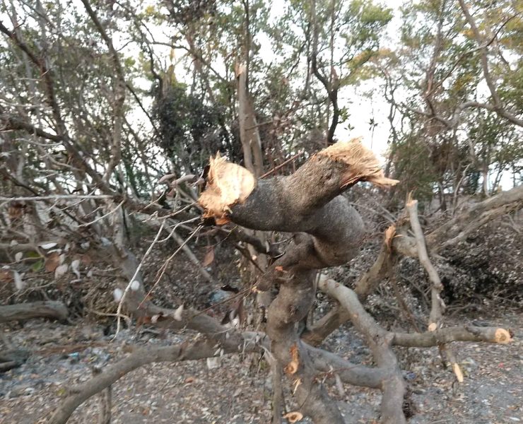 Profepa y Conanp sin recursos para vigilancia