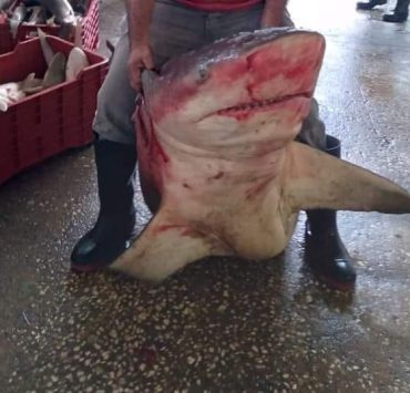 Presencia de tiburones en costas de Ciudad del Carmen