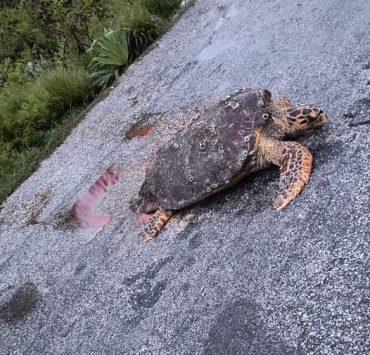 Siete tortugas han sido encontradas muertas