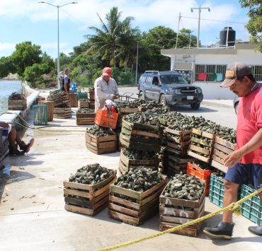 Apatía de la Conapesca para combatir saqueo de ostiones