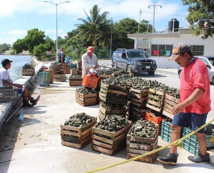 Apatía de la Conapesca para combatir saqueo de ostiones