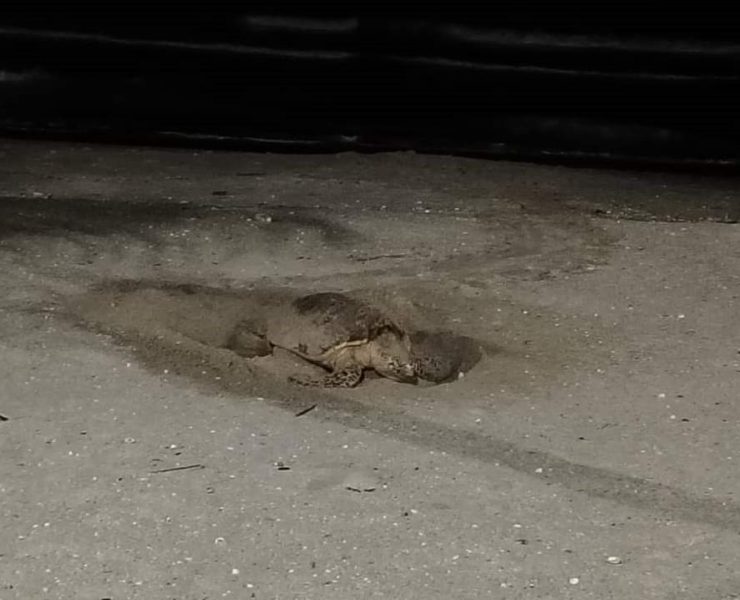 Tortuga marina llega anidar en Playa Norte